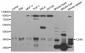 CD86 Antibody